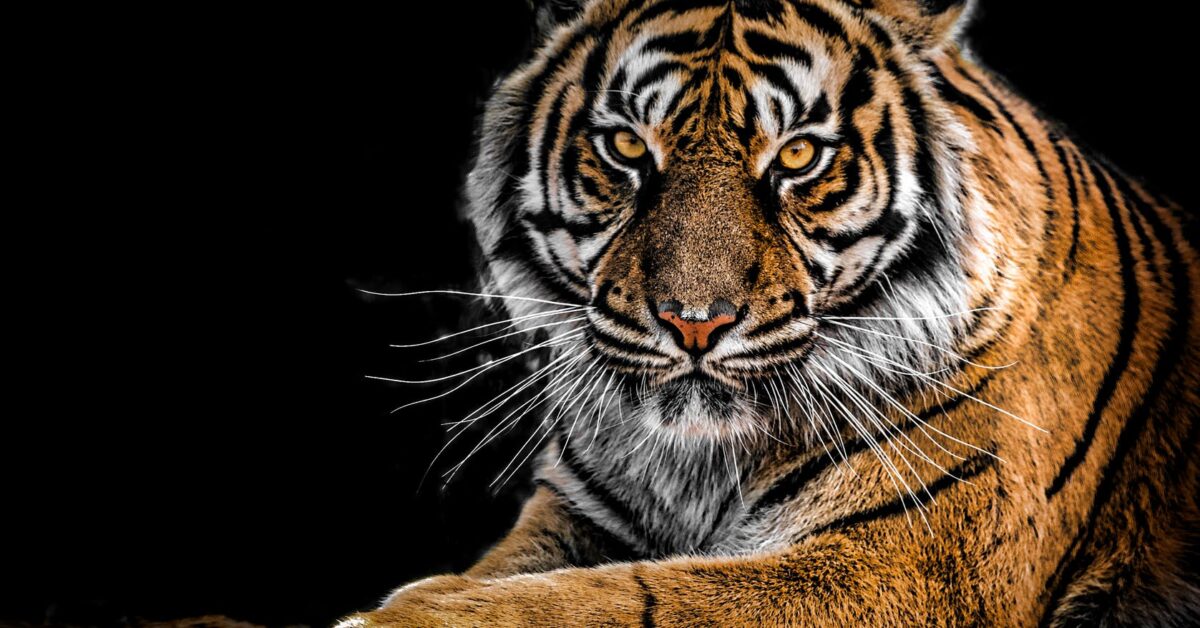 close up photography of tiger