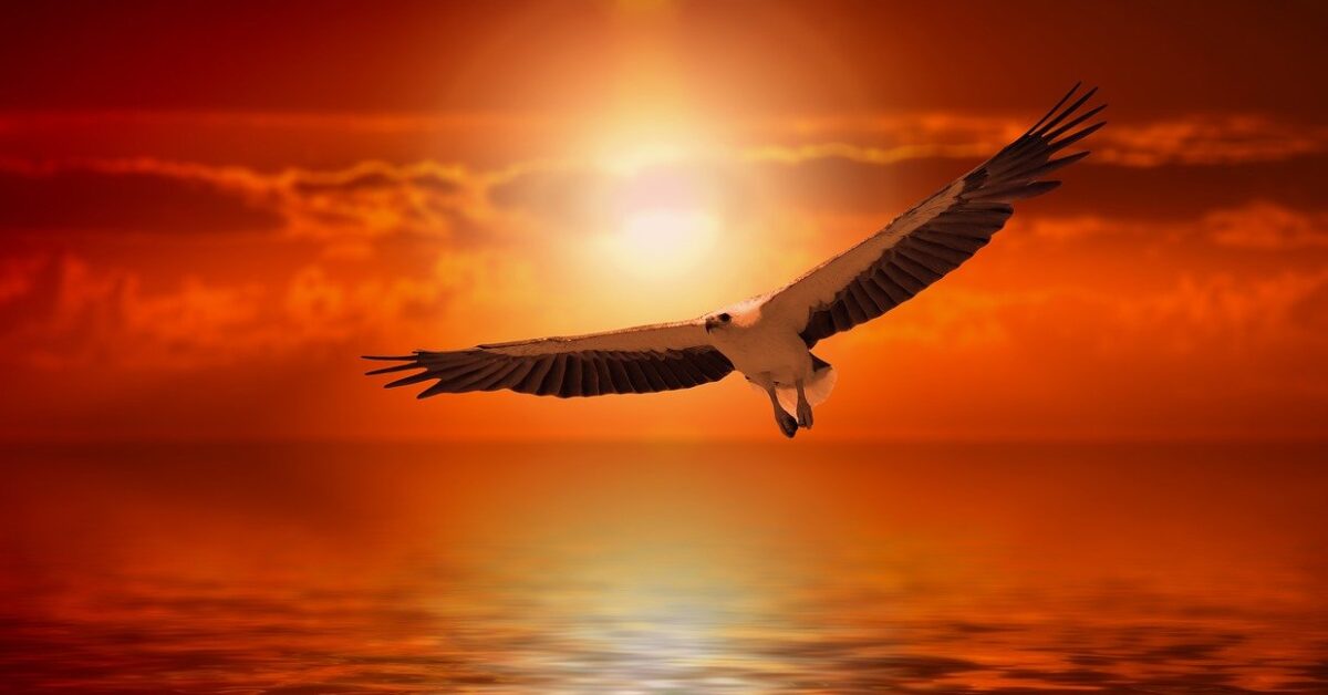 white tailed eagle, adler, sunset