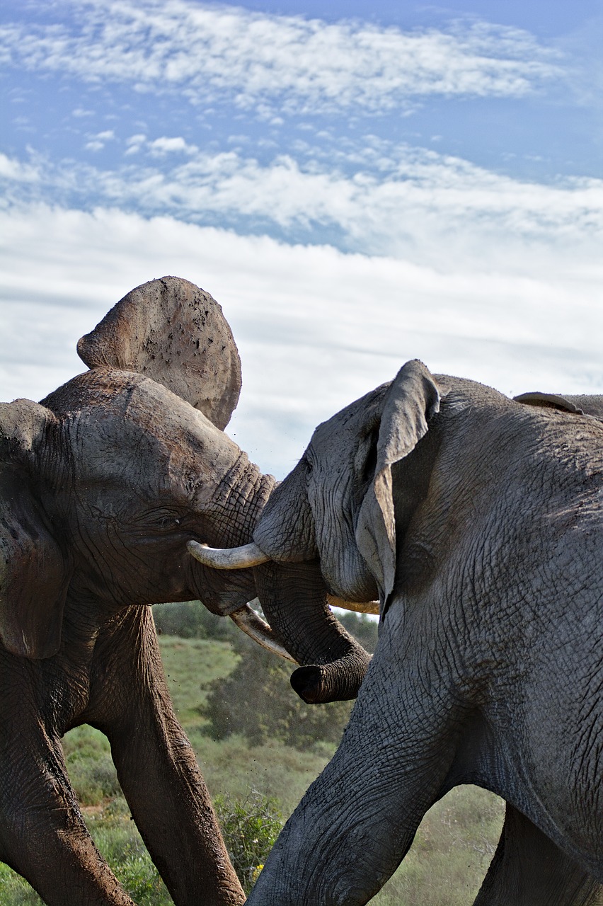 elephant, fighting, south africa-3555882.jpg