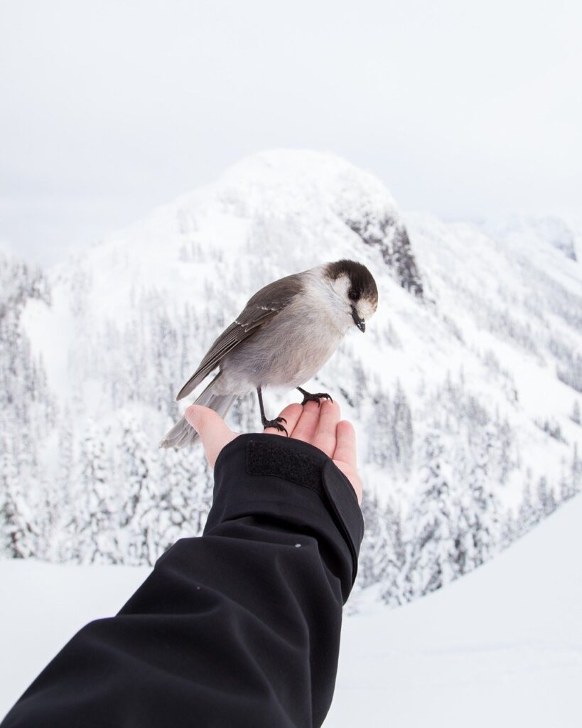 holding, bird, winter landscape-1149521.jpg